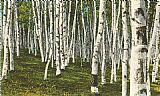 Forest Canvas Paintings - White Birch Forest, Wisconsin